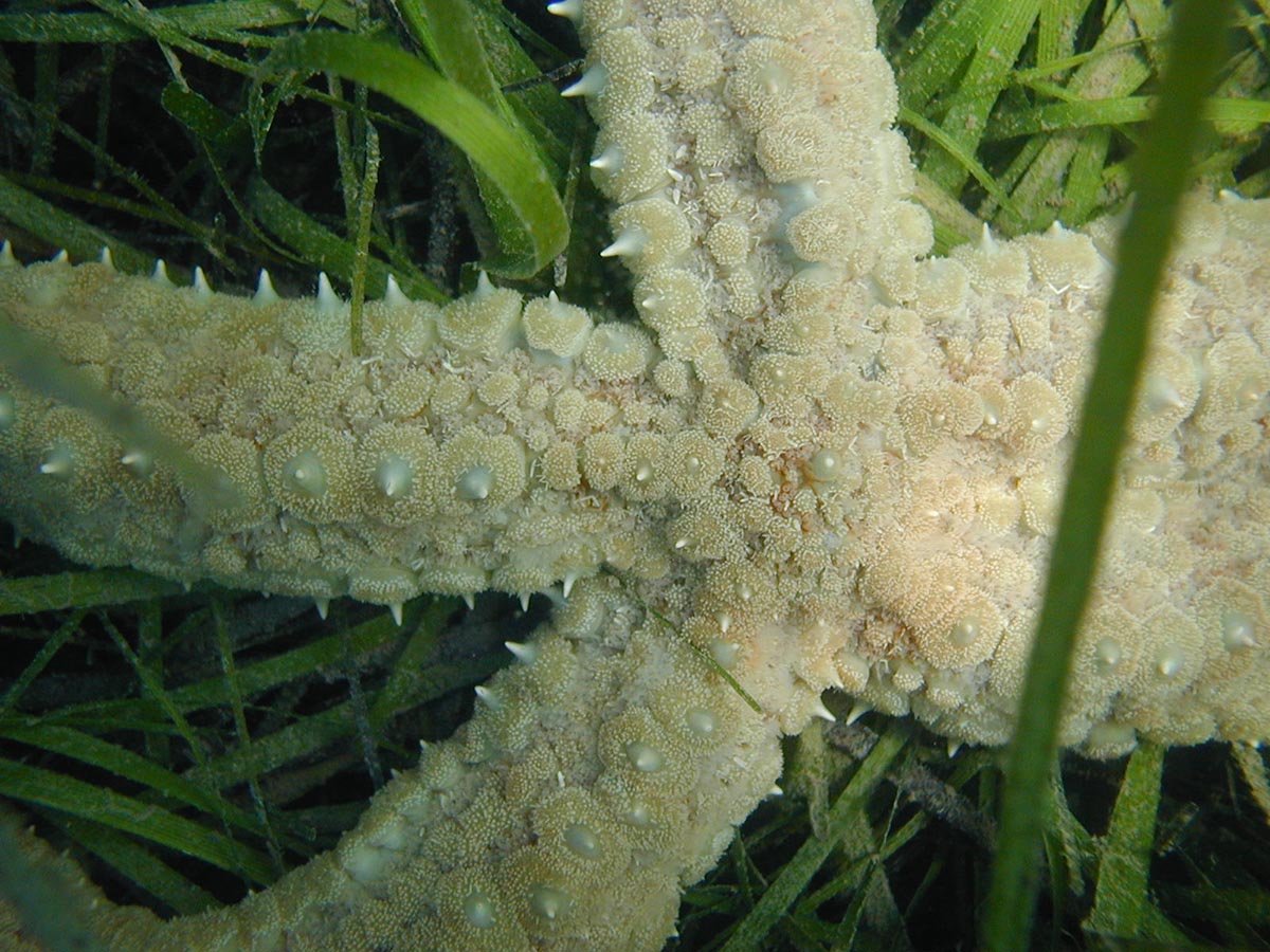 Marthasterias glacialis